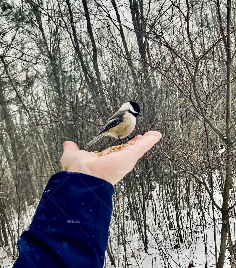 Helping these tough little winter residents make it through the cold brings me happiness.