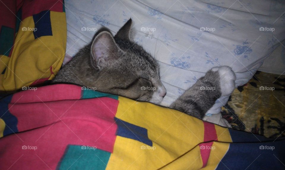 pet cat sleeps under the blanket