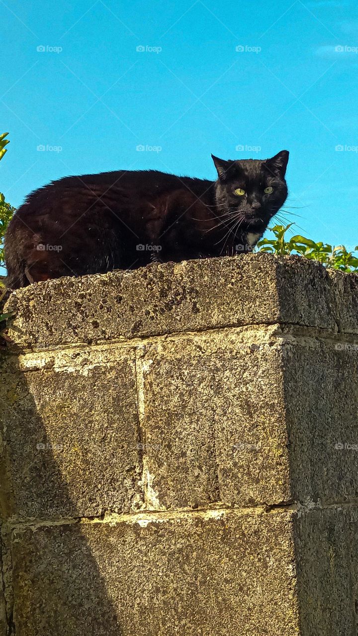 black cat at observation point 👉