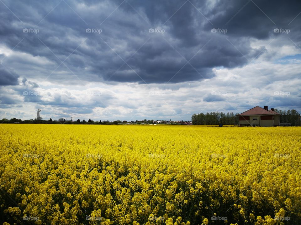 Yellow landscape and dramatic sky