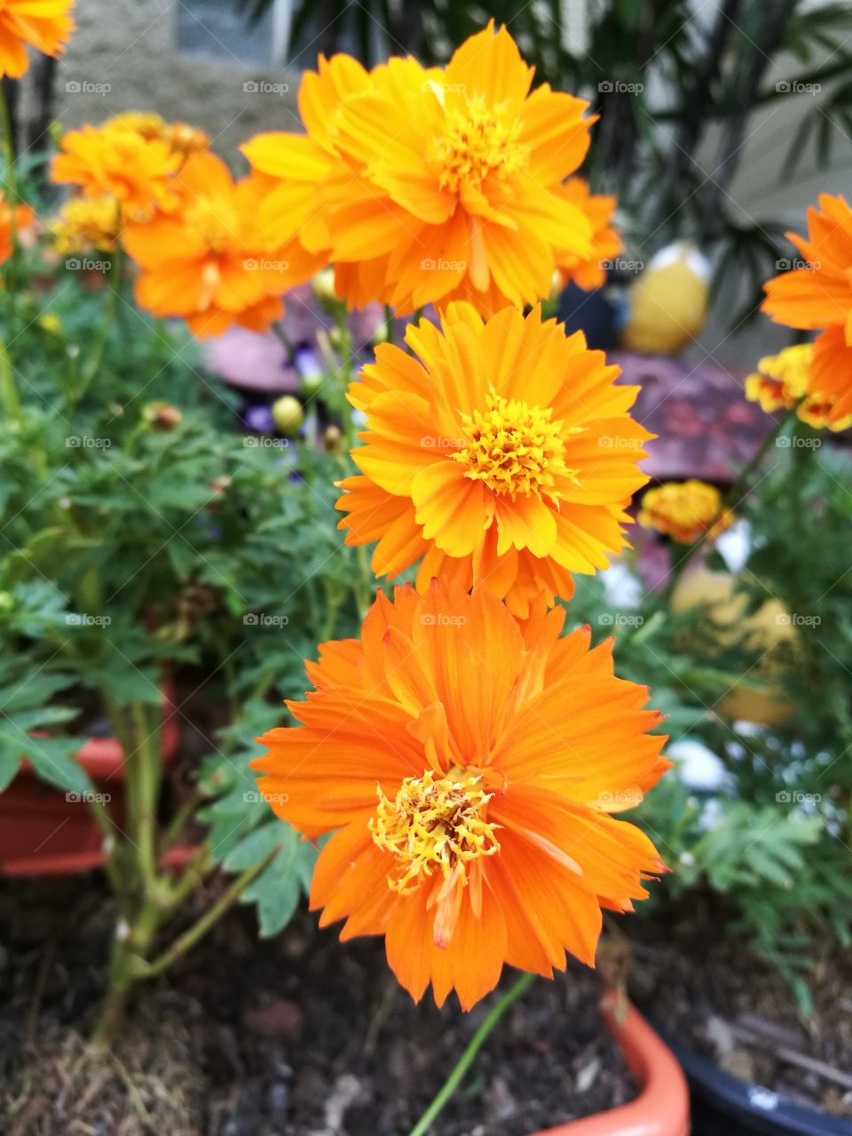 Closeup of orange cosmos flowers with beautiful petals