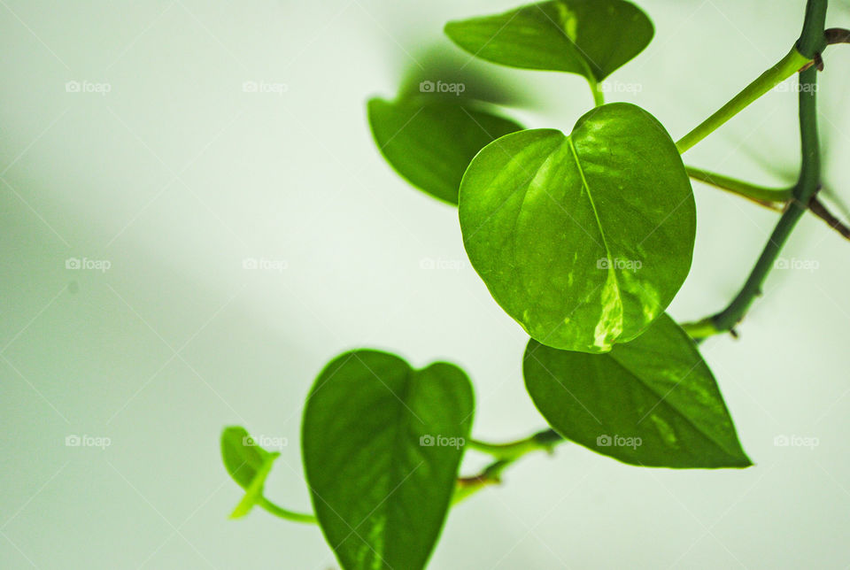 Pothos 