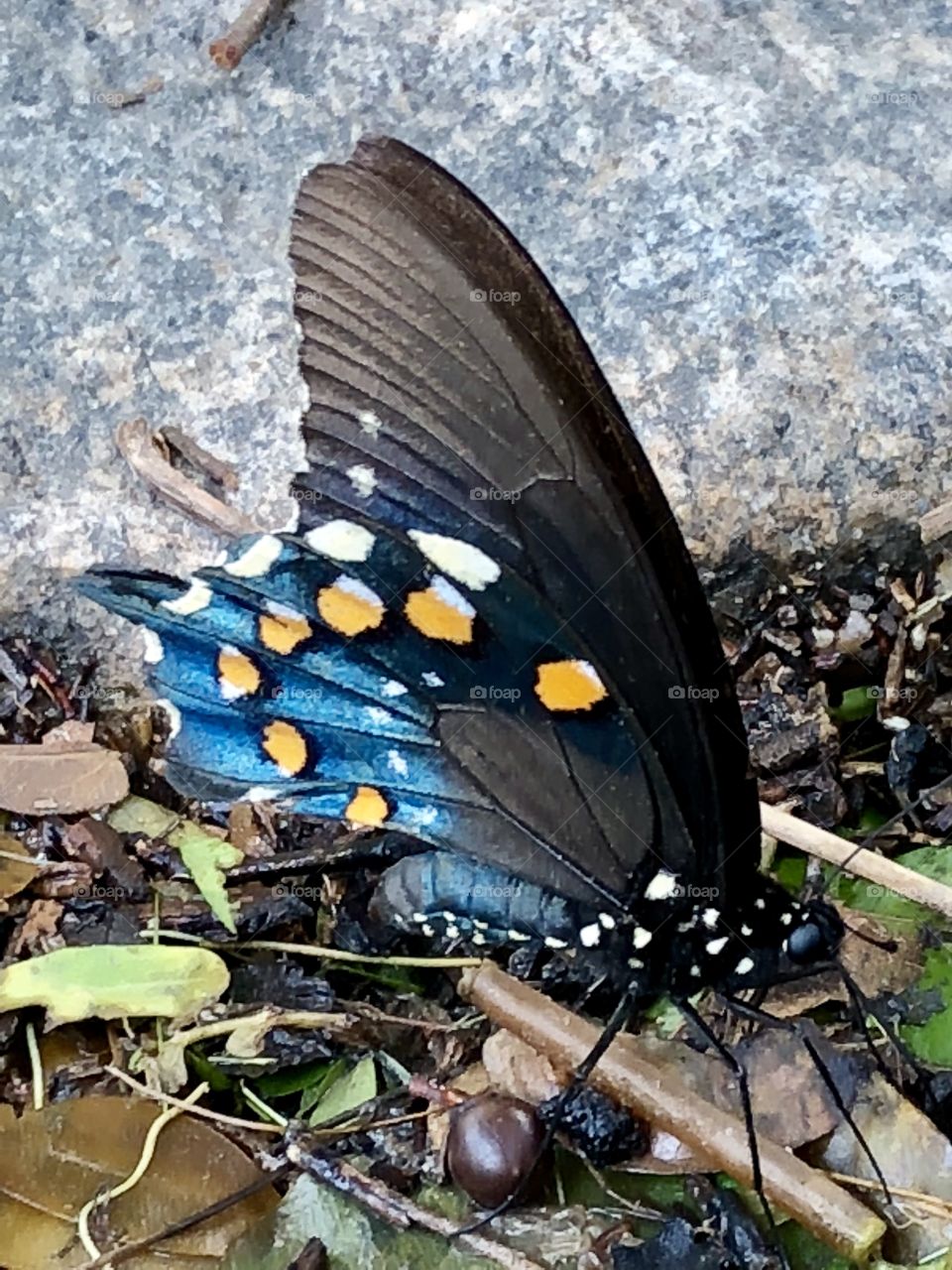 Butterfly drinking the last of the dew, nearly hidden from eager eyes of fishermen harvesting worms and flies.  🍹