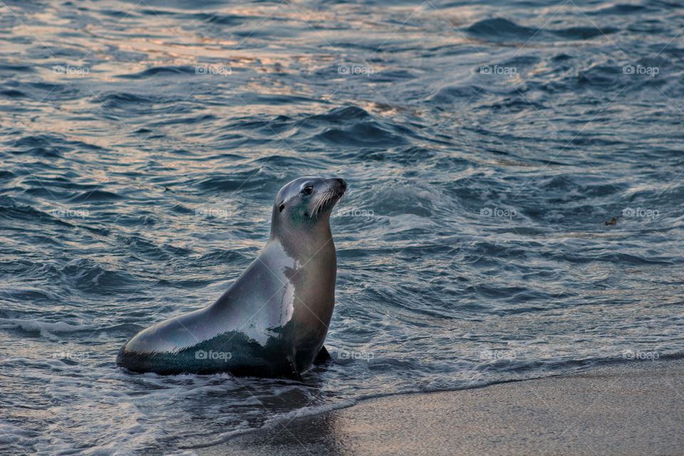 seal at sea