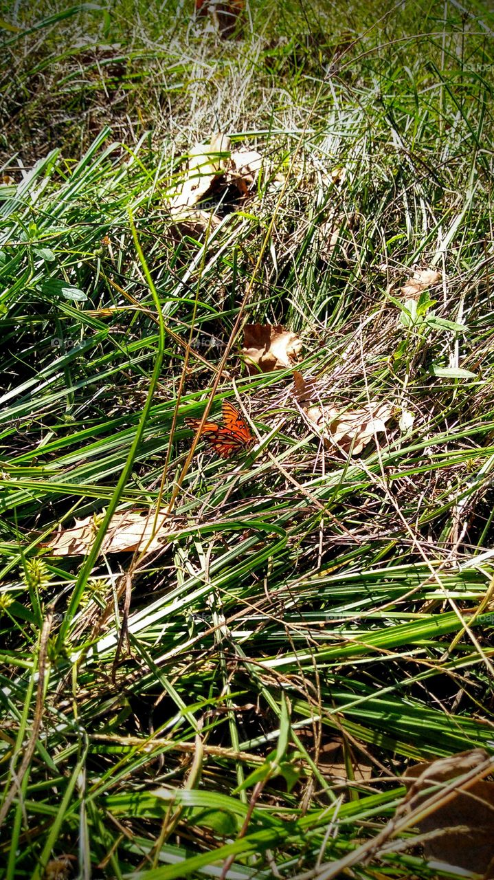 Butterfly in the Grass