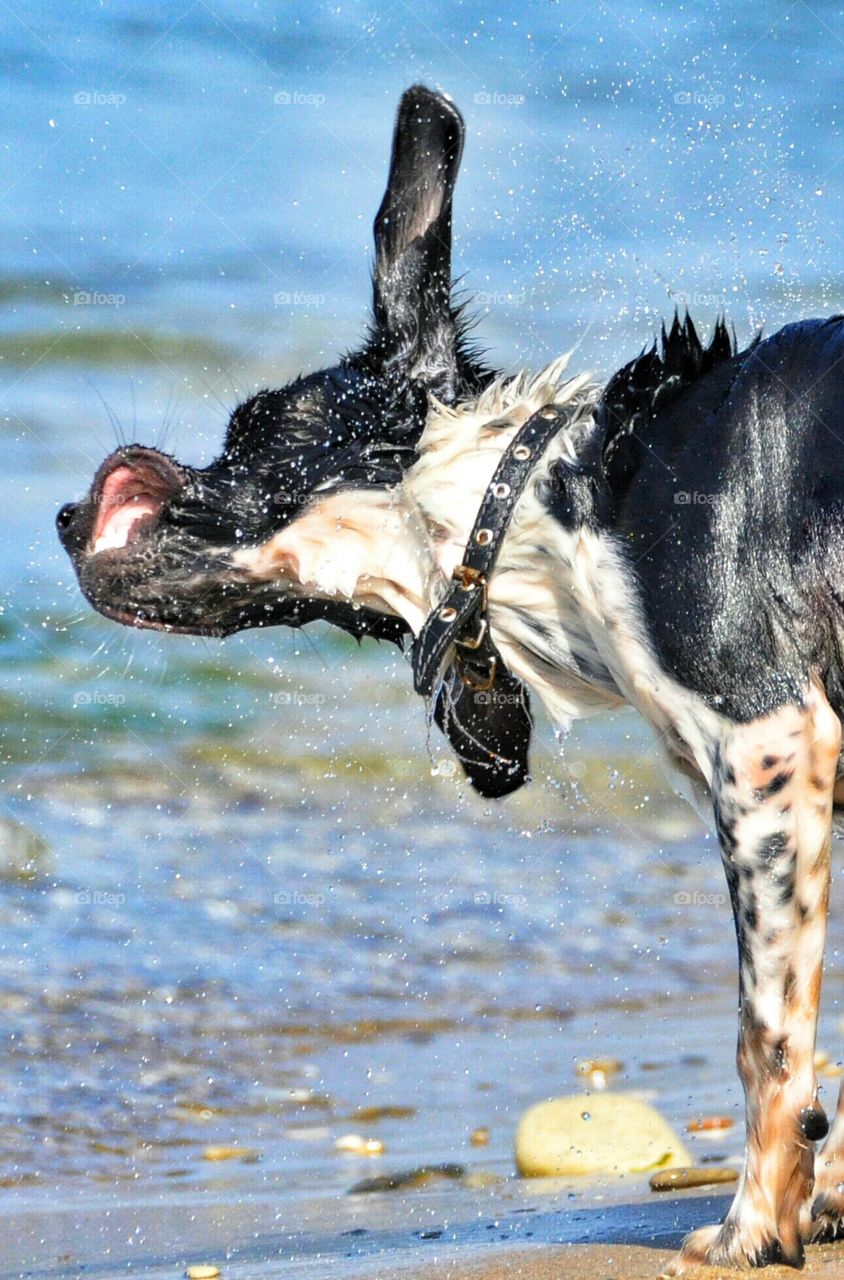 Wet dog. The wet dog is extended after bathing in the sea