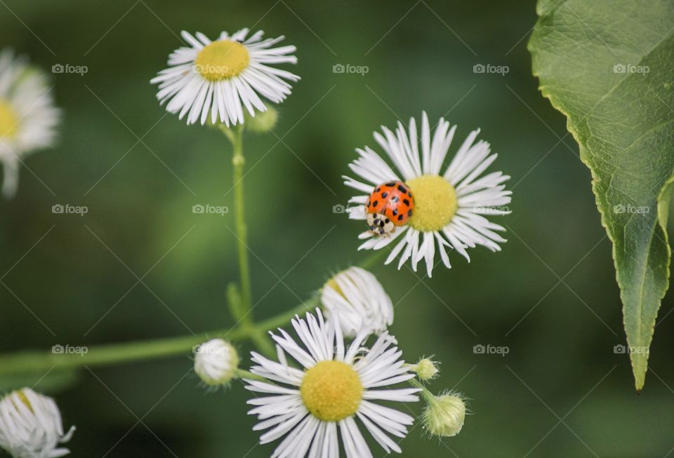 Ladybug on flower 