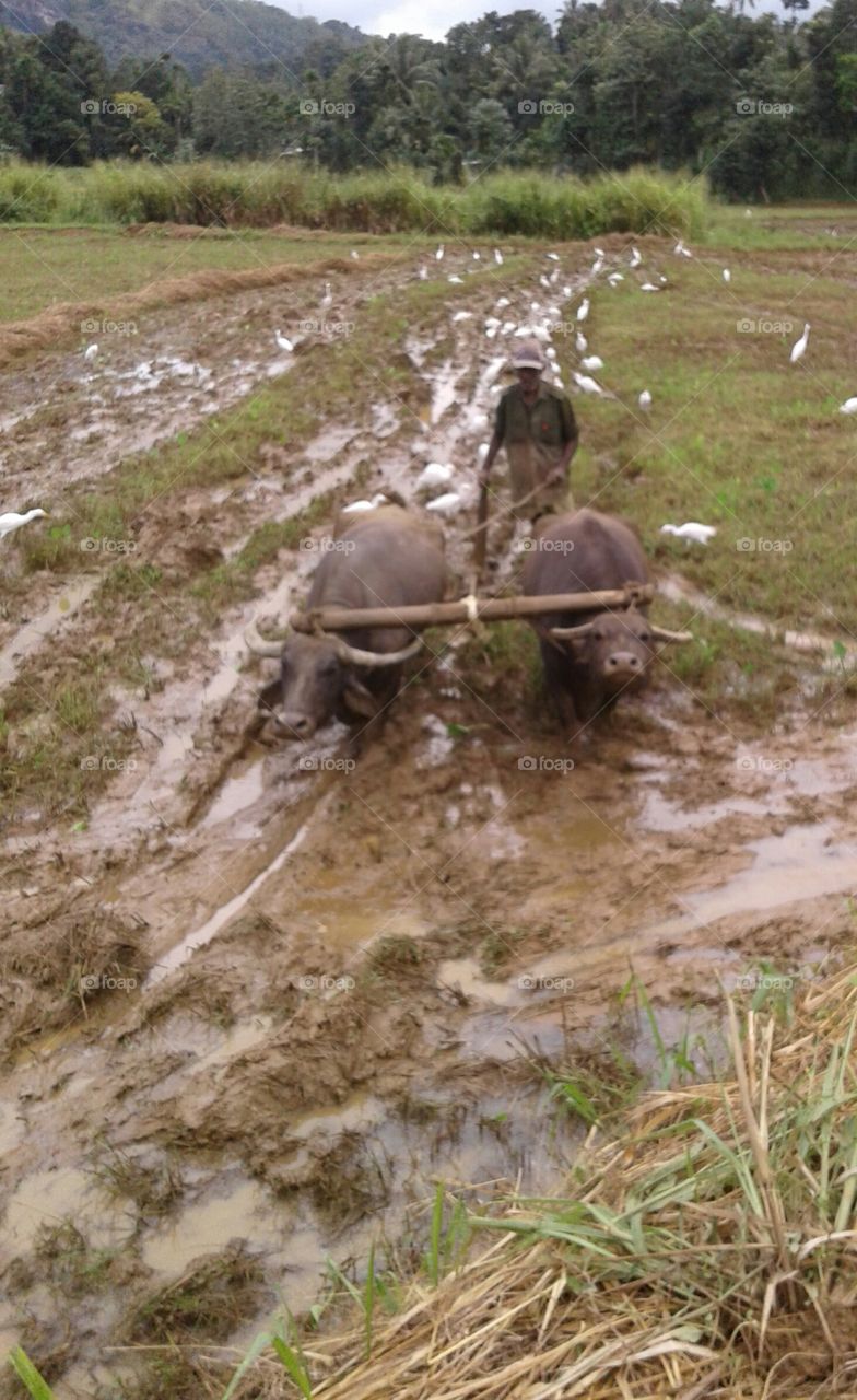 Plough - Useing Buffalos