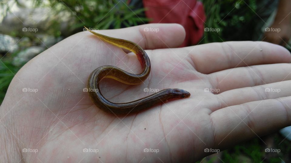 baby eel