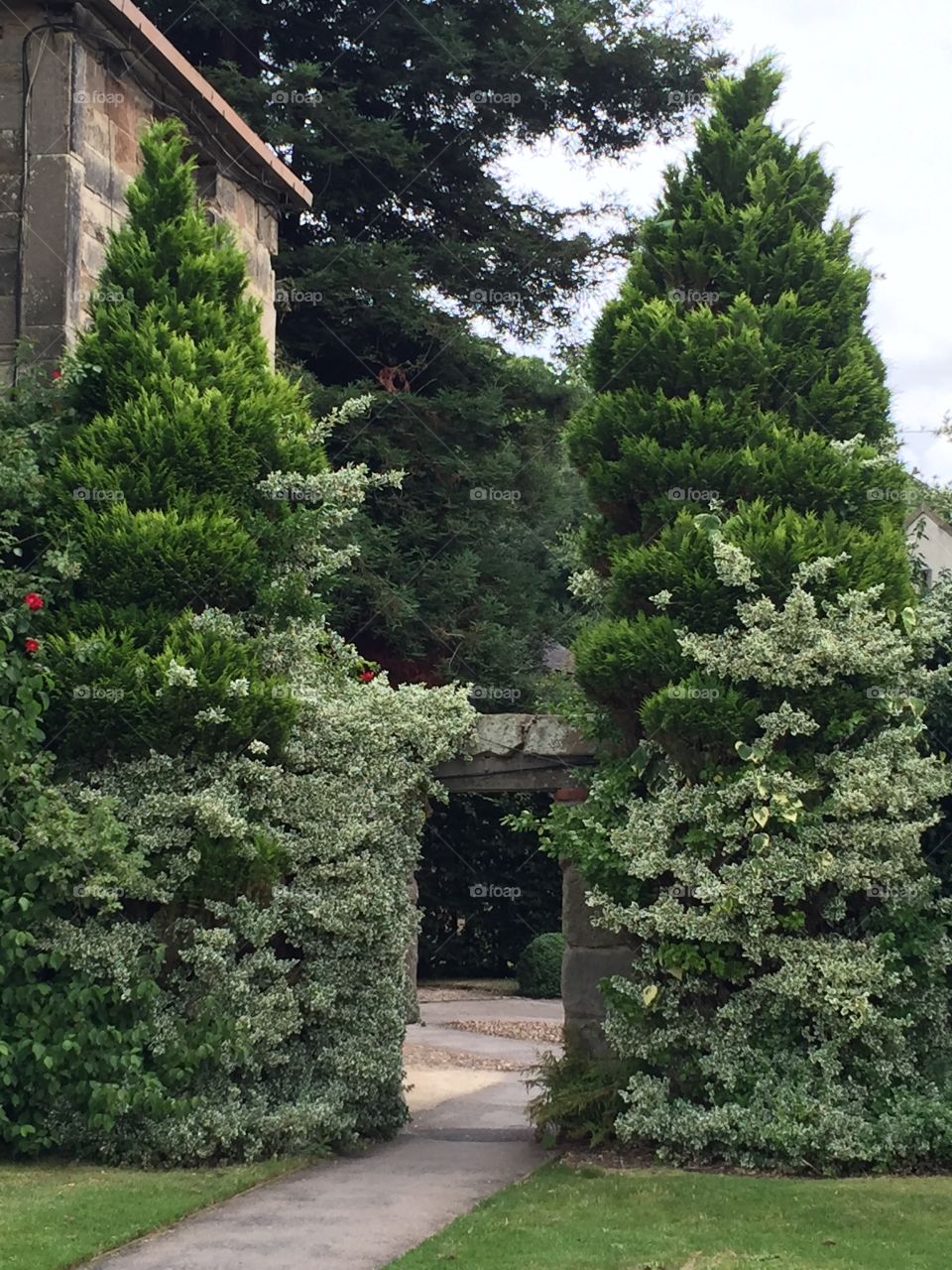 Walkway with bushes