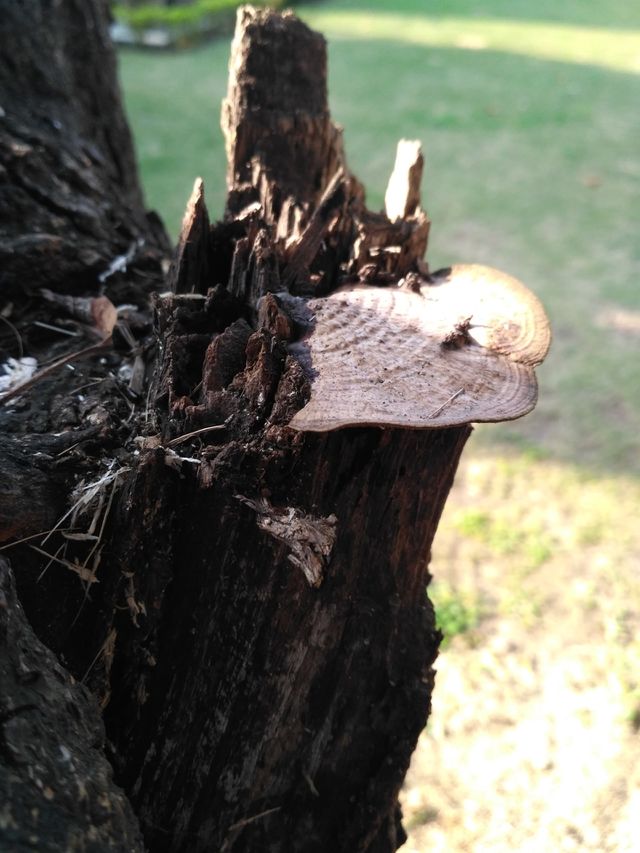 Fungus