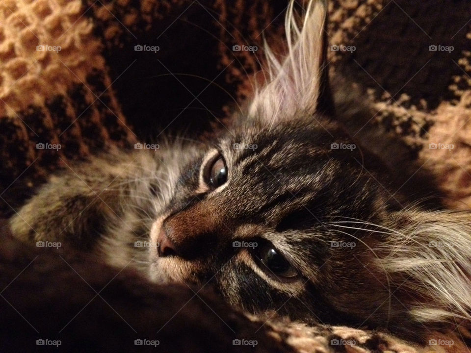 baby cat animal pet by lanocheloca