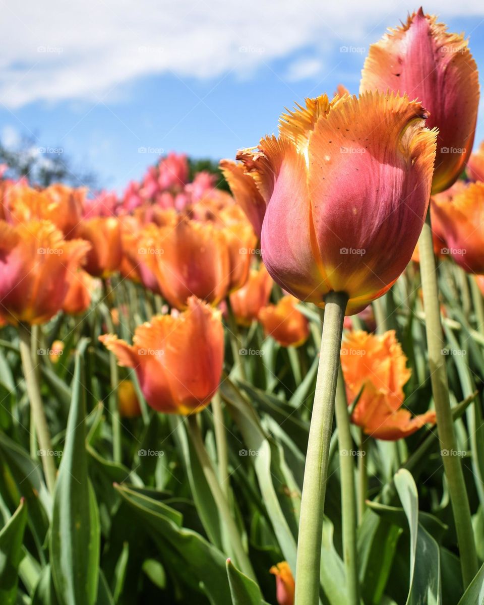 Orange and pink tulips fill the outdoor scene with vibrant green stems and a blue sky background 