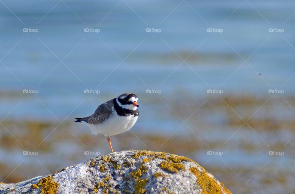 Större strandpipare, ringed plover