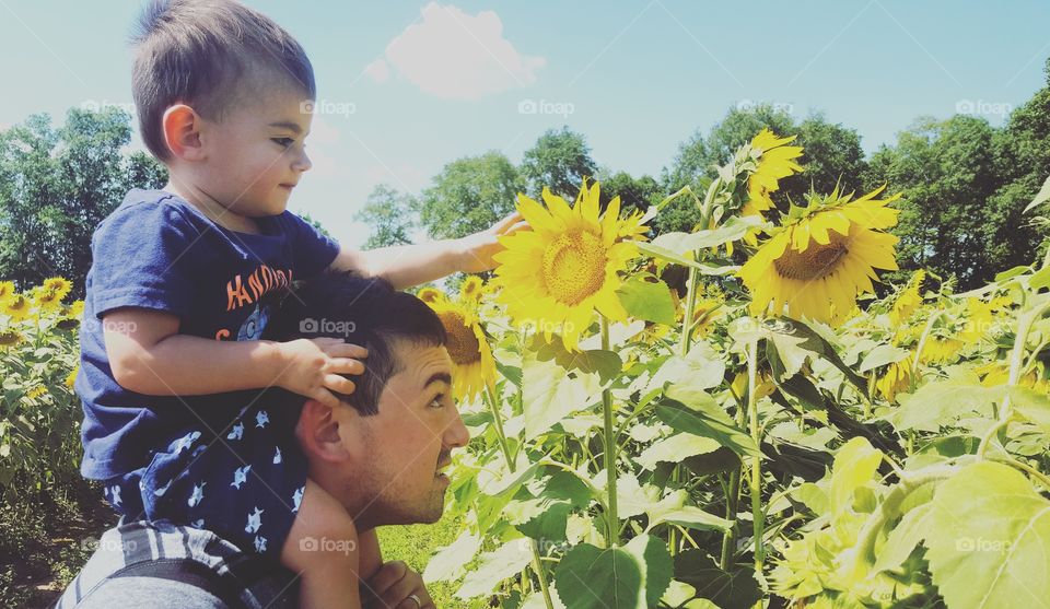 Boy on father's shoulder holding sunflower