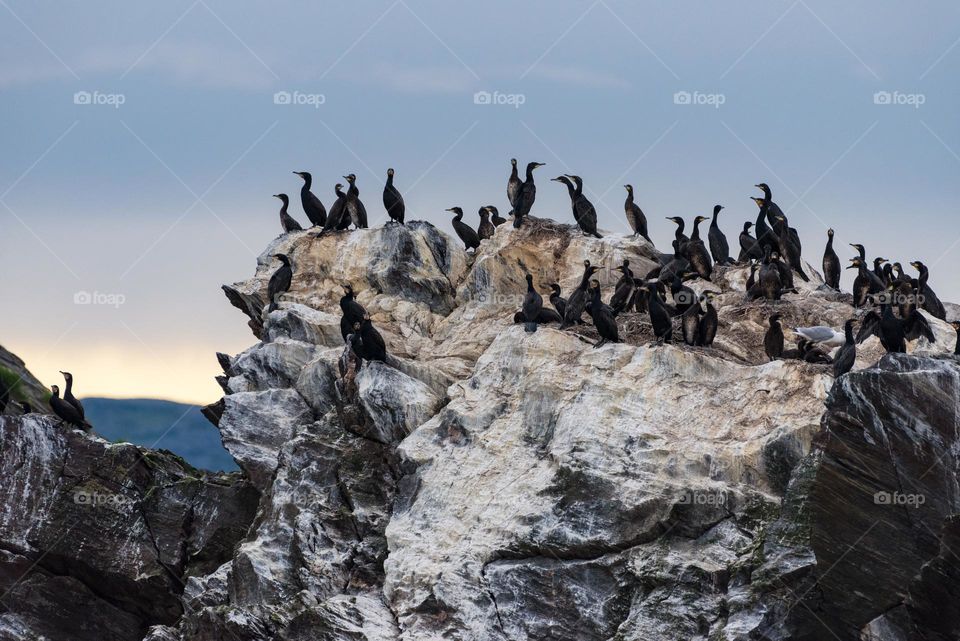 Flock of great cormorants sitting on a rock in Kamøyvær in Northern Norway near North Cape on late summer evening in August 2022 with rocks showning signs of discoloration due to bird poop.