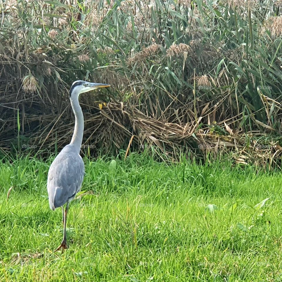 A heron in the grass, wildlife