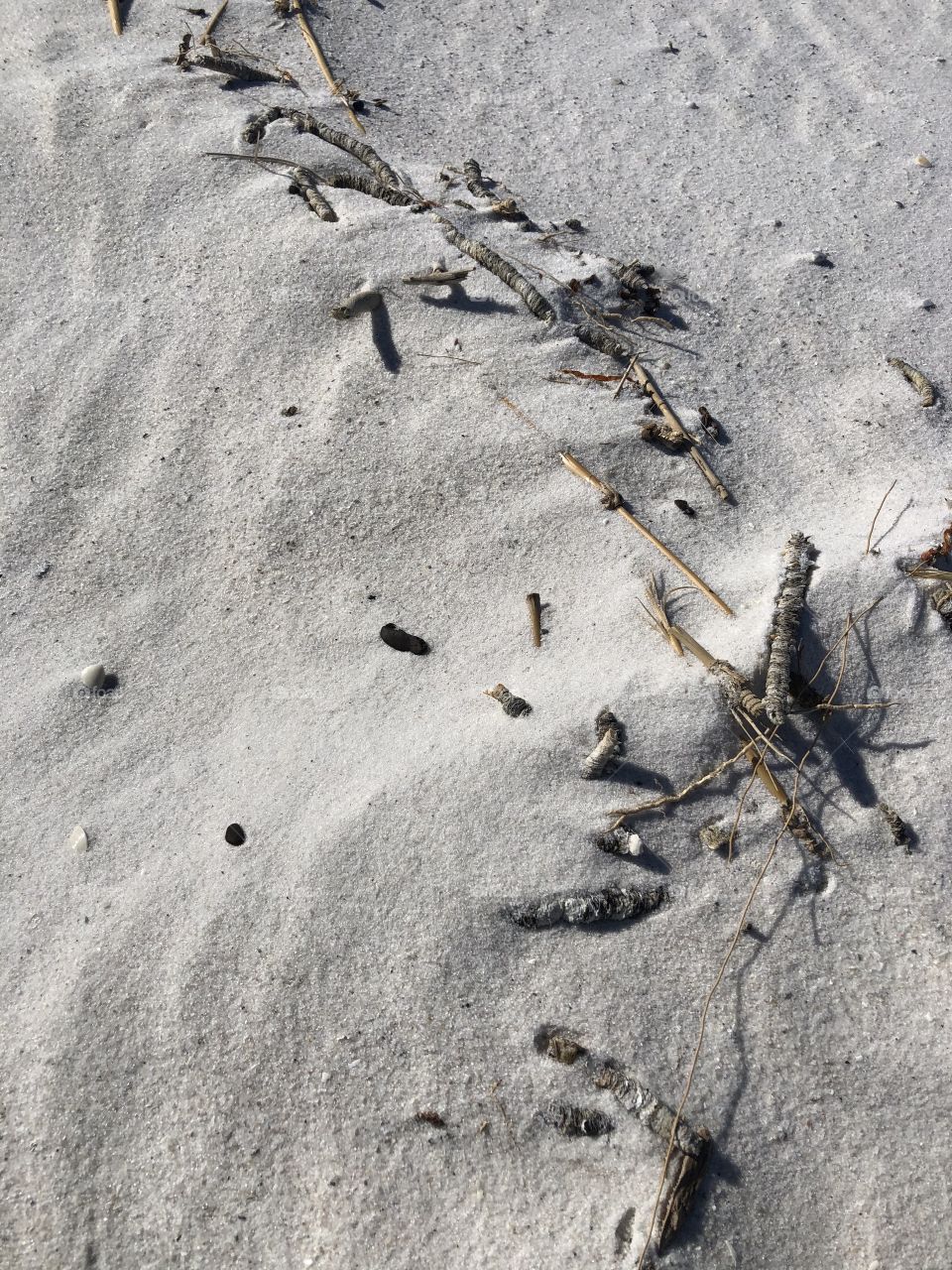 Closeup texture windswept sand sea oats 