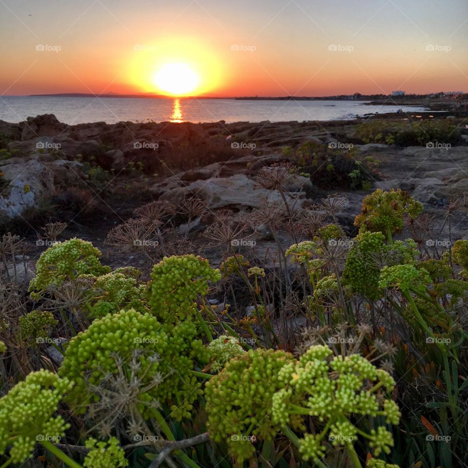 Scenic view of nature during sunset