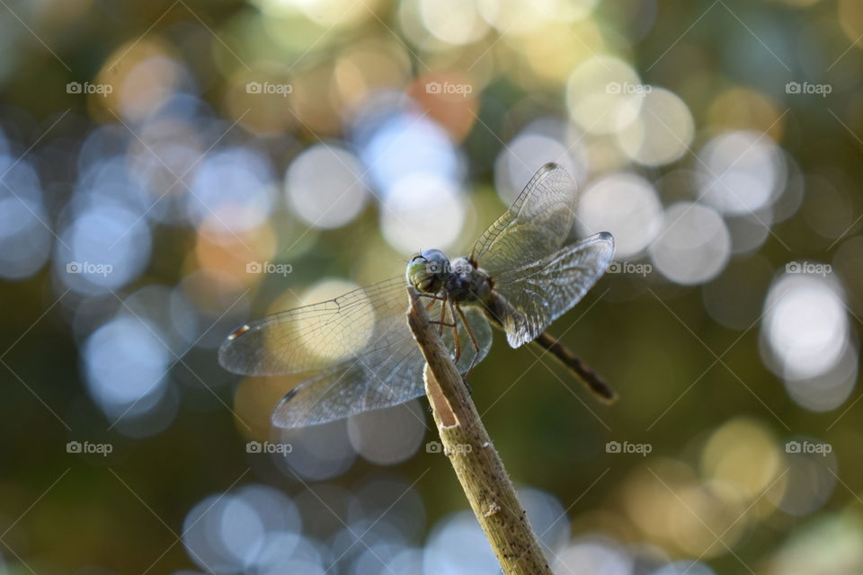 Dragonfly posing for the camera perched on a stick.