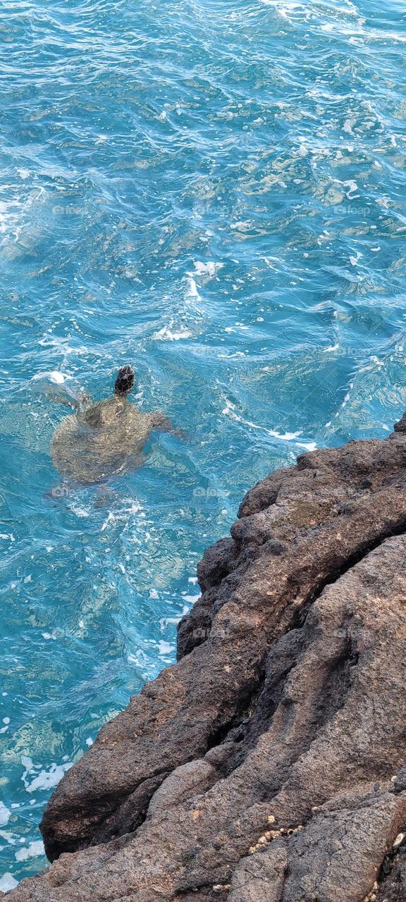 Sea Turtle
