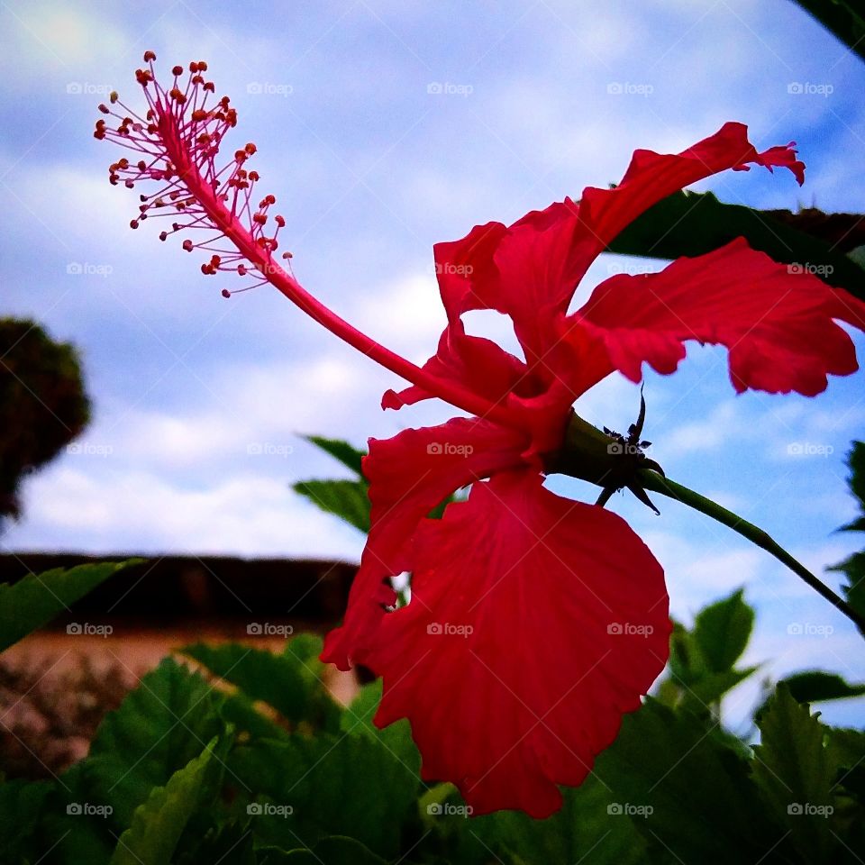 ~ pretty red flower! 🥰🤩 #hibiscus