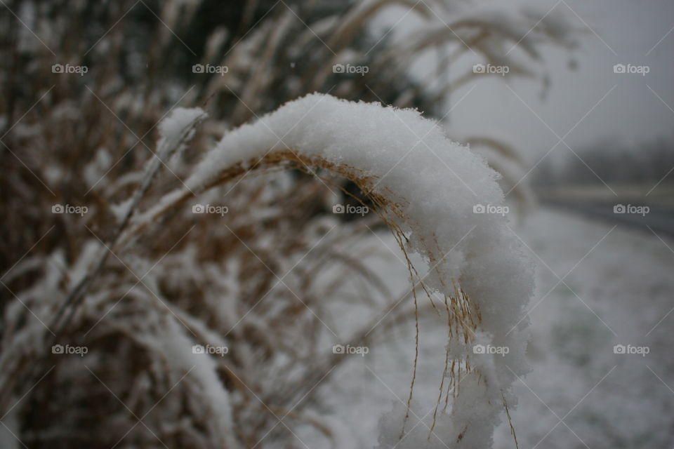 Snowflakes on the reeds