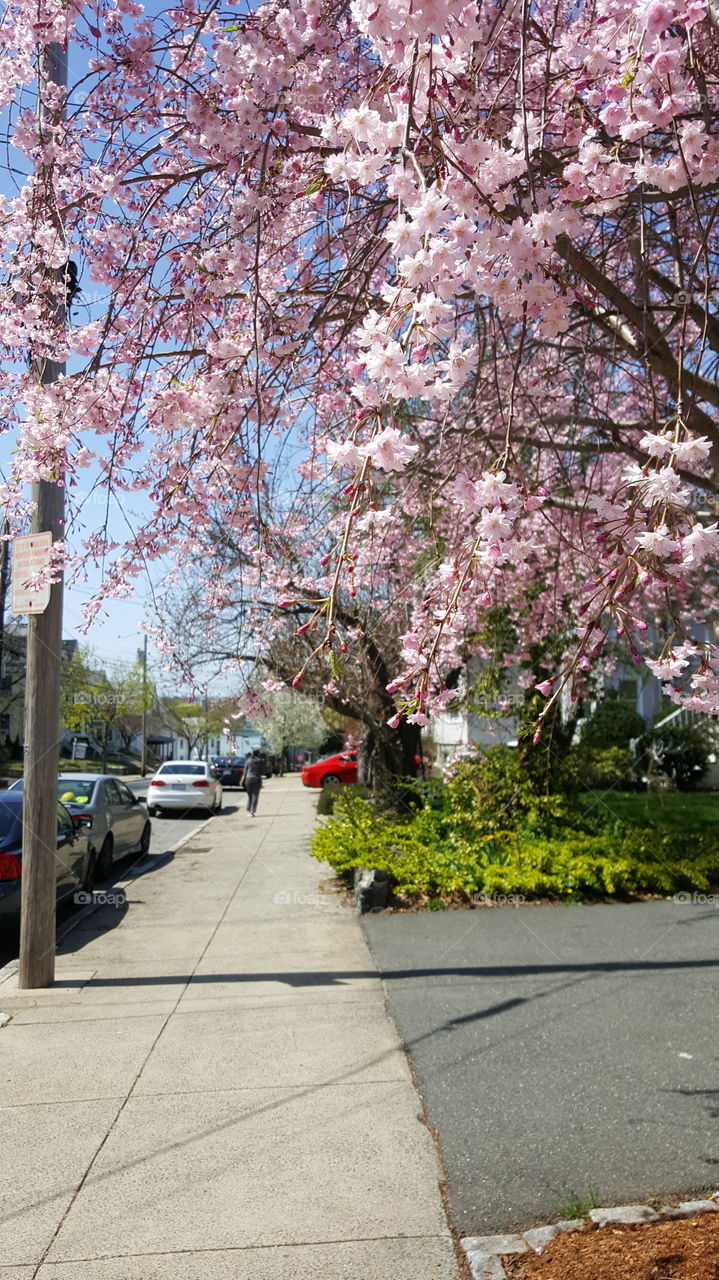 Tree, Flower, Cherry, Park, Garden