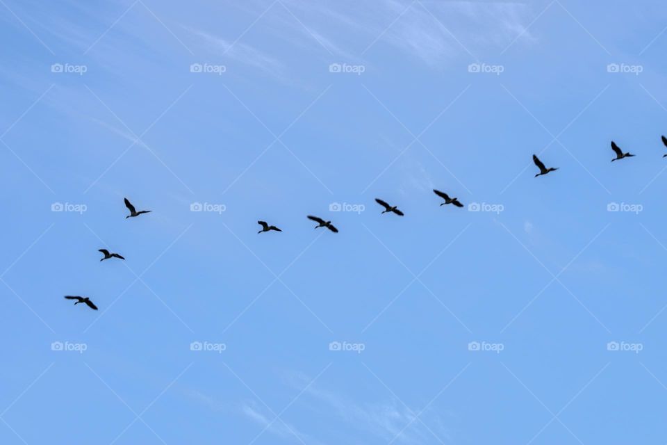 Row Of Egyptian Gooses In An  Blue Sky At Amsterdam The Netherlands 26-6-2023