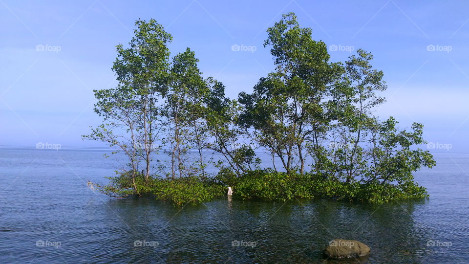 Mangrove stay in the sea, Ongkaw