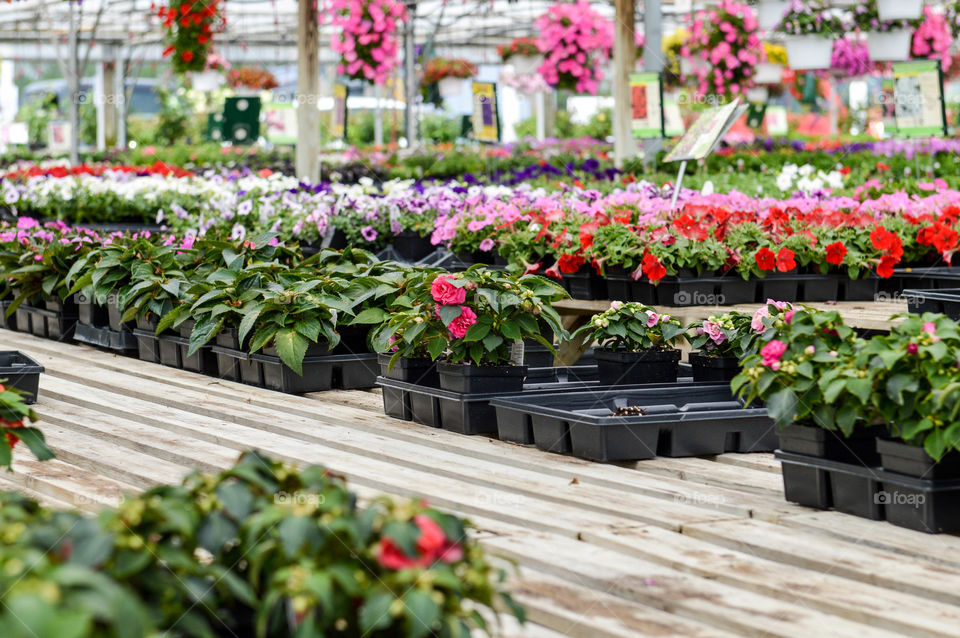 Row of potted flowers at a plant nursery