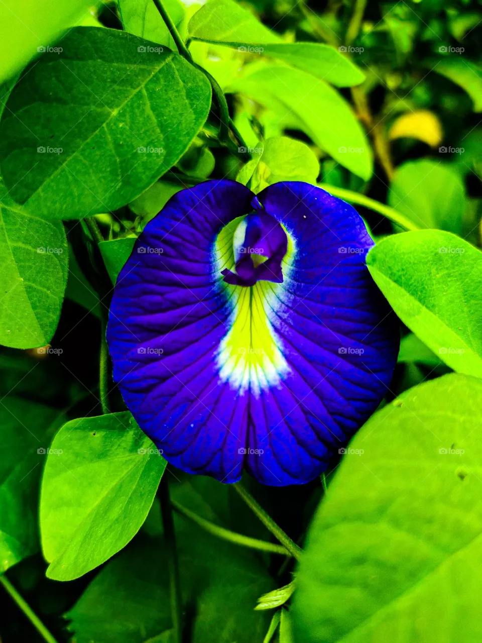 I took this picture of Aparajita next to our house.  The picture of Aparajita looks very beautiful.  Even the pictures of flowers are very beautiful.  This picture of Aparajita is a picture taken of our village.