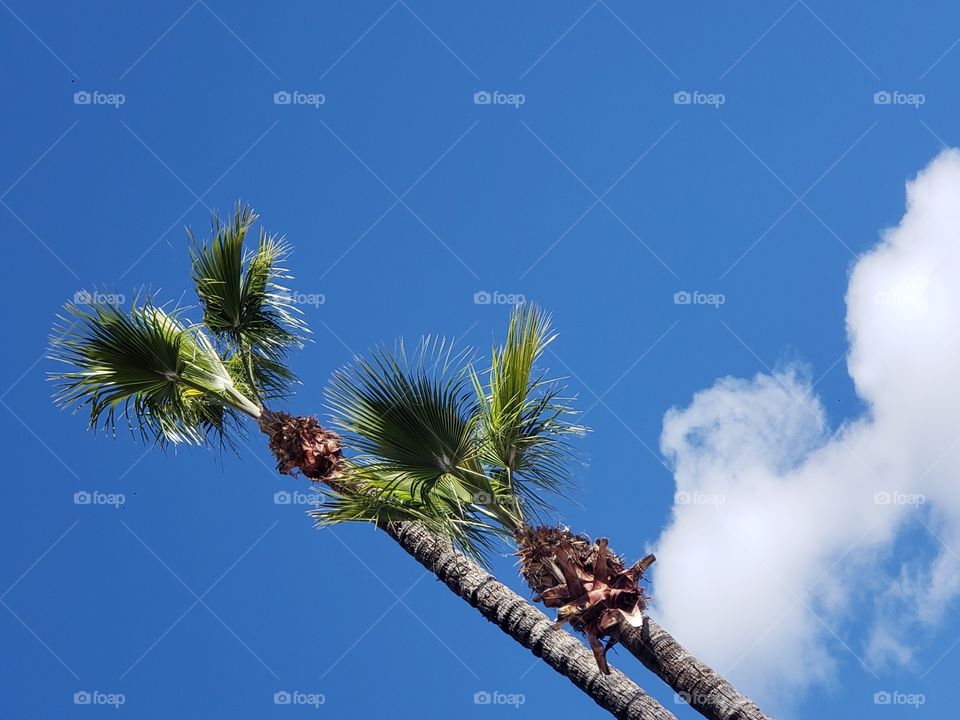 palm trees