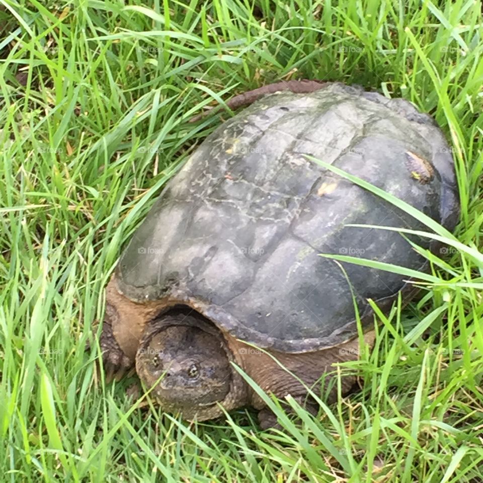 Snapping Turtle