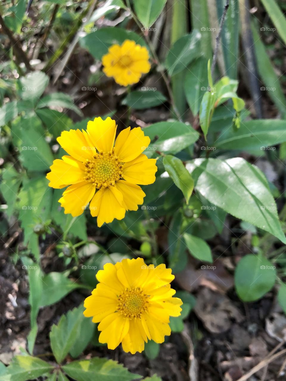 Row of yellow daisies 