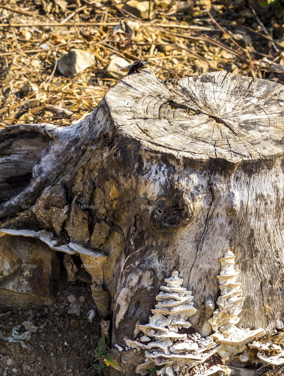 Bug on stump