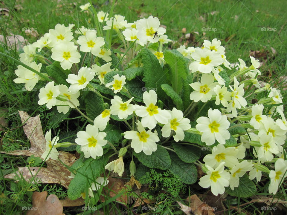 Nature, Flower, Flora, Leaf, Garden