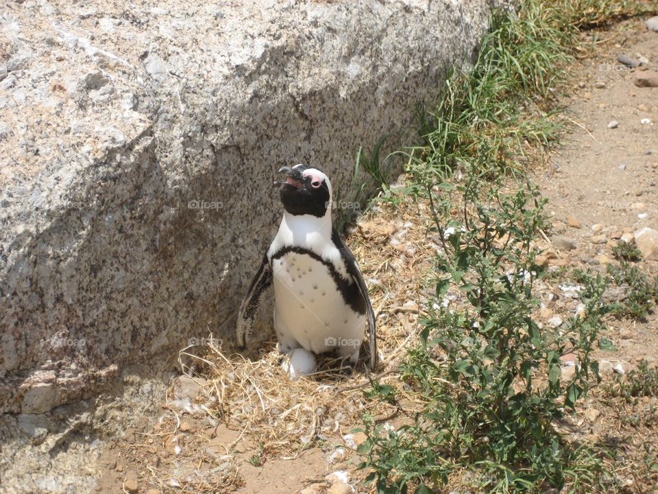 Beach penguin with egg