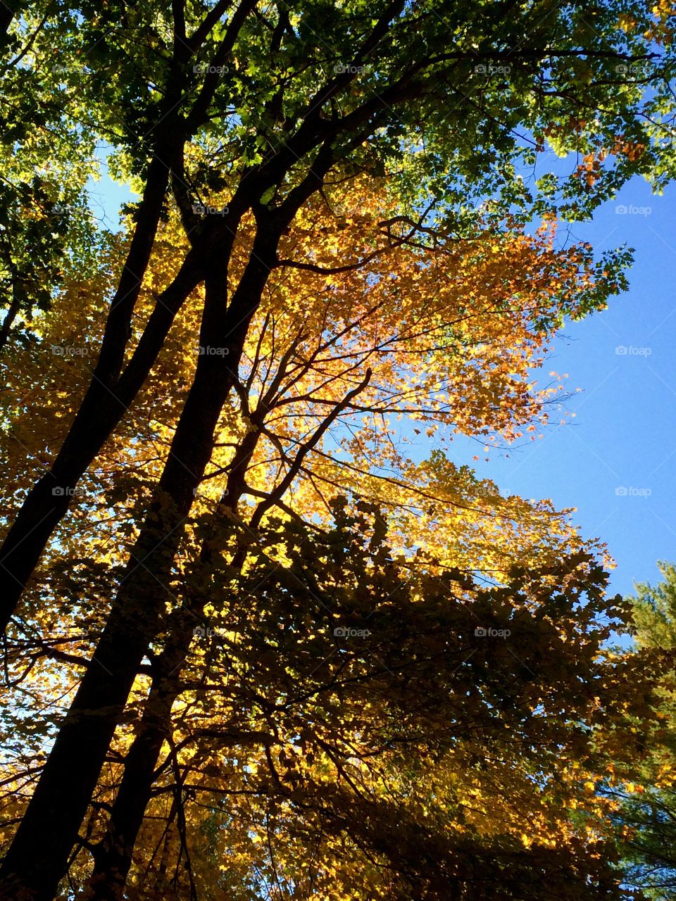 Looking up - autumn edition 