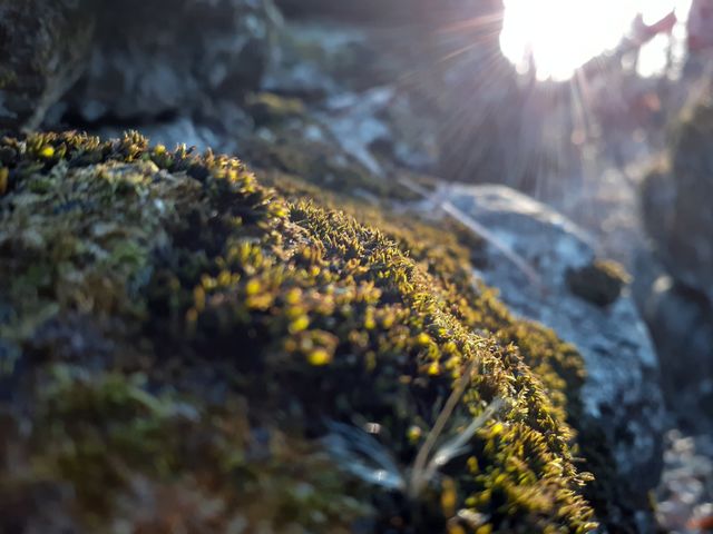 Sunset Moss