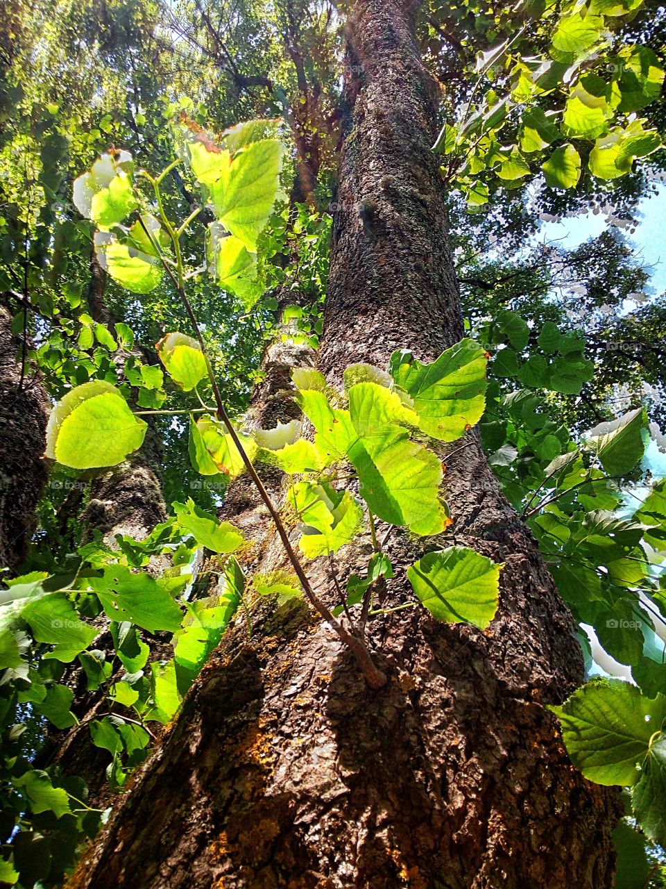 "As long as you're green, you're growing. As soon as you're ripe, you start to rot."
- Ray Kroc