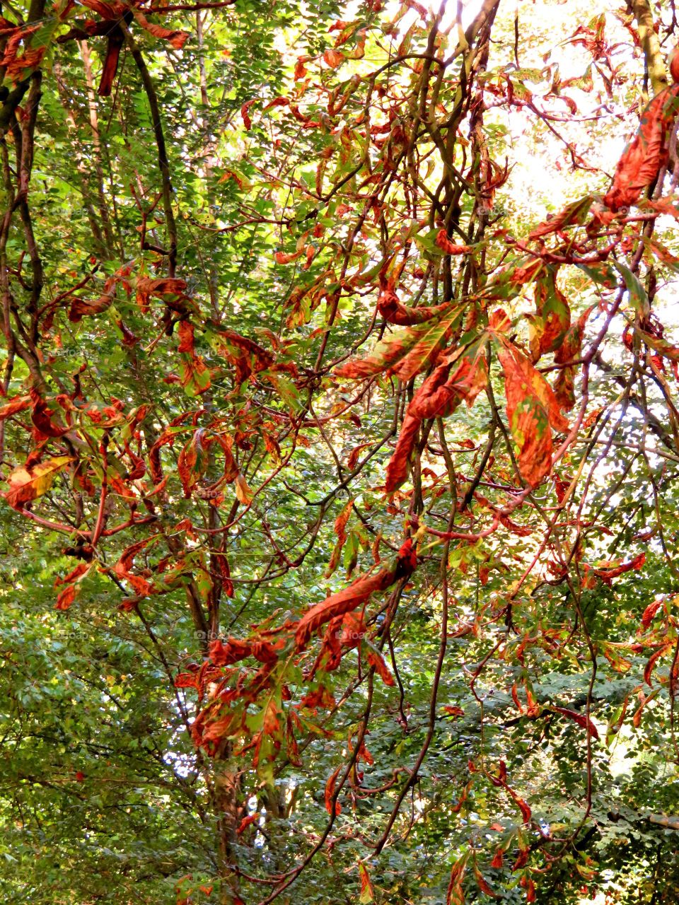 Autumn leaves in forest