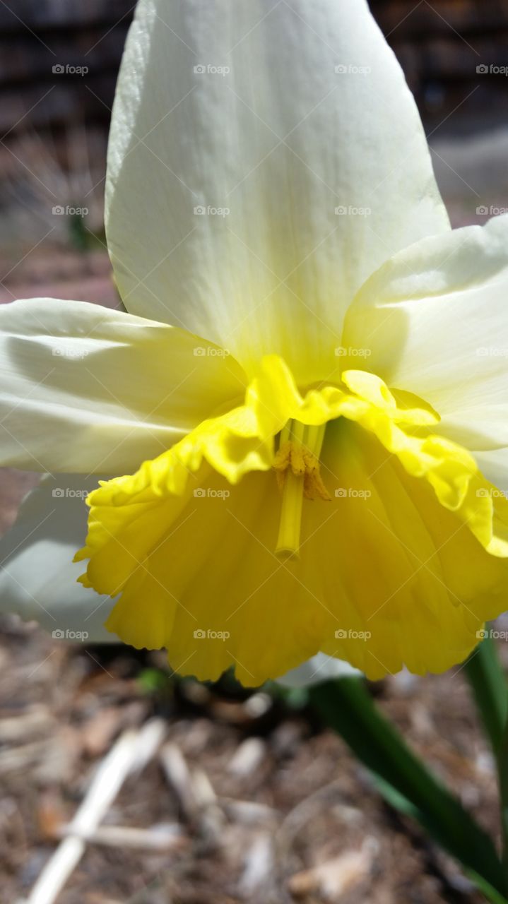 Spring Daffodil 