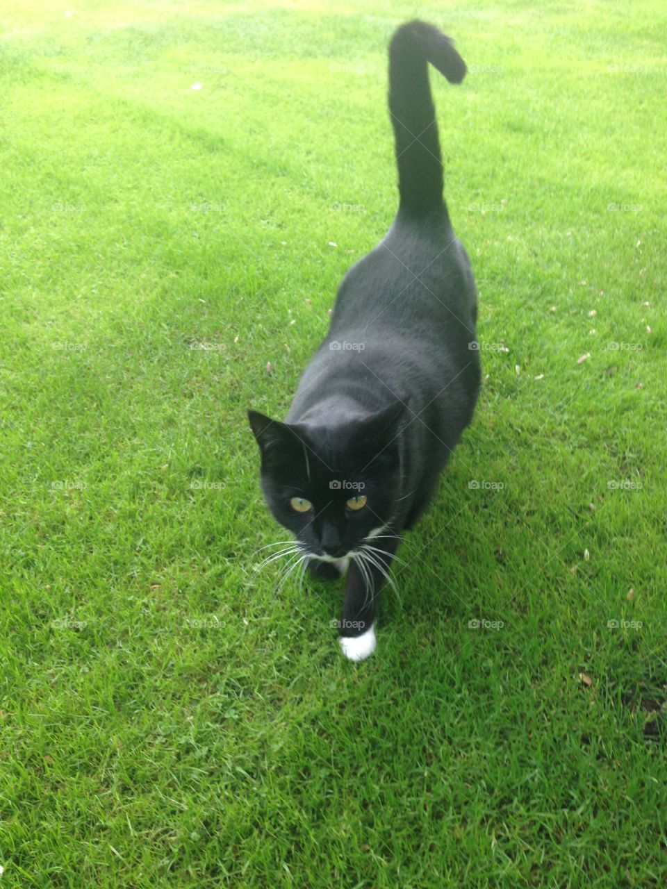 Cat in the garden