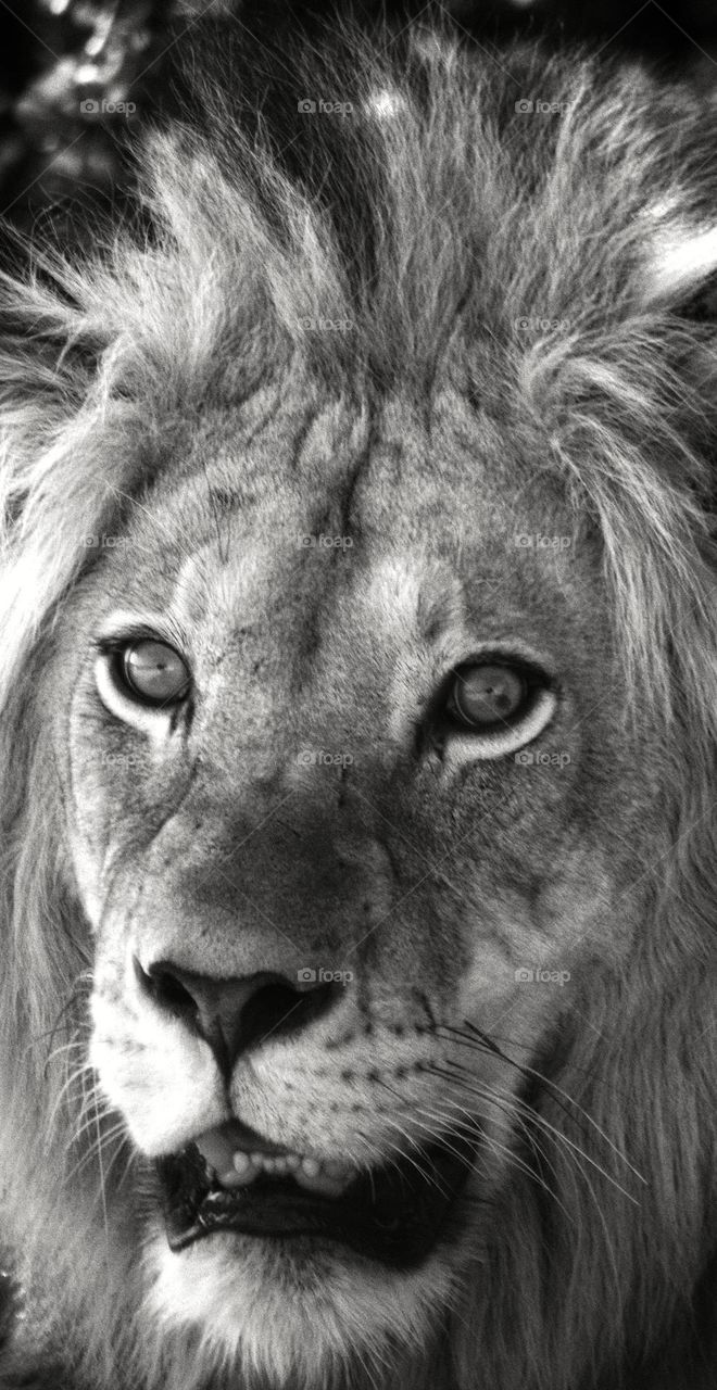 black and white male lion.