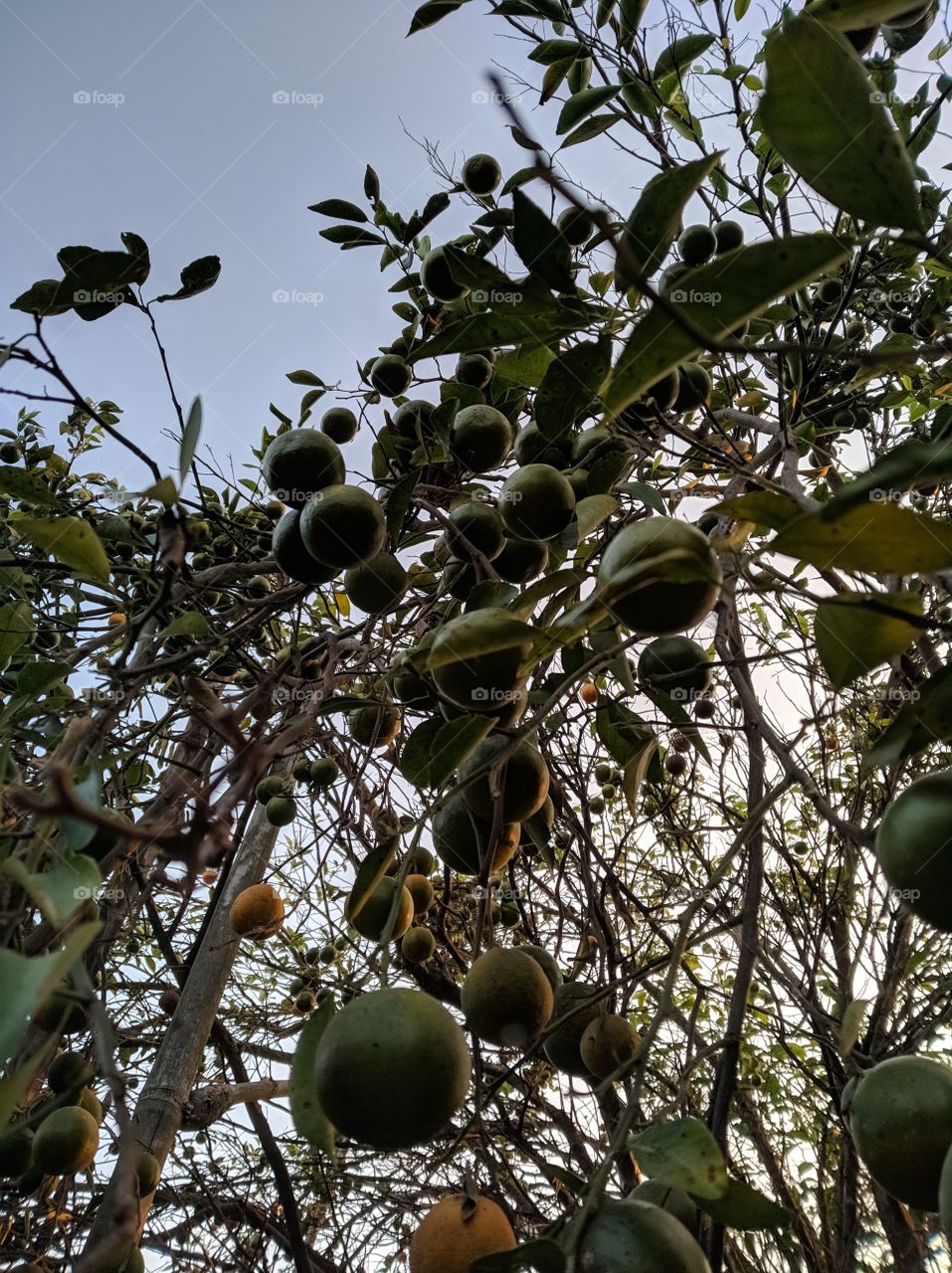 orange harvest of Java