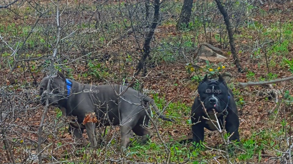 Knoxville and Tsunami trying to hide