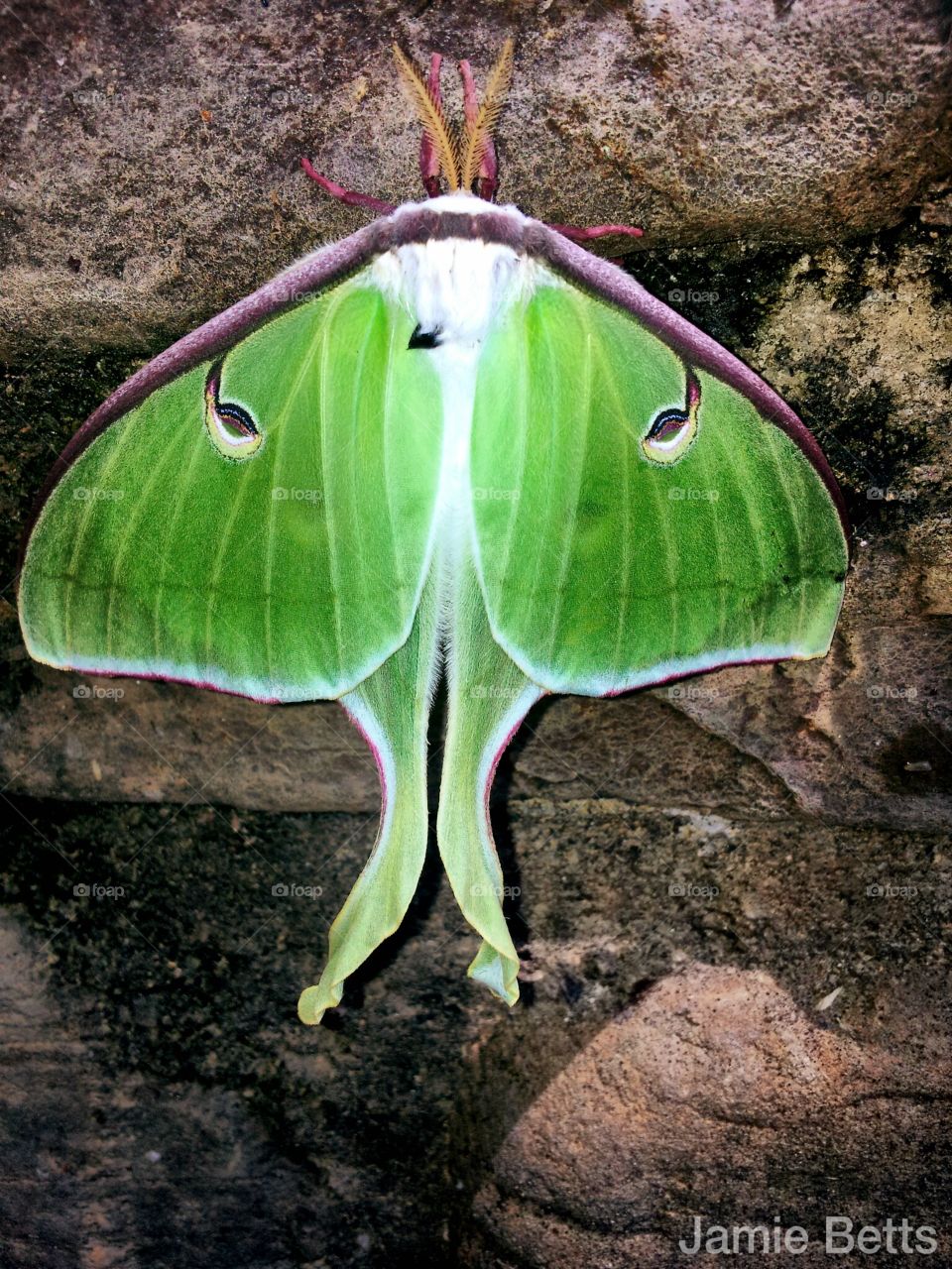 Luna Moth. This little guy hung out on the rock wall beside my house all day and it was absolutely beautiful 