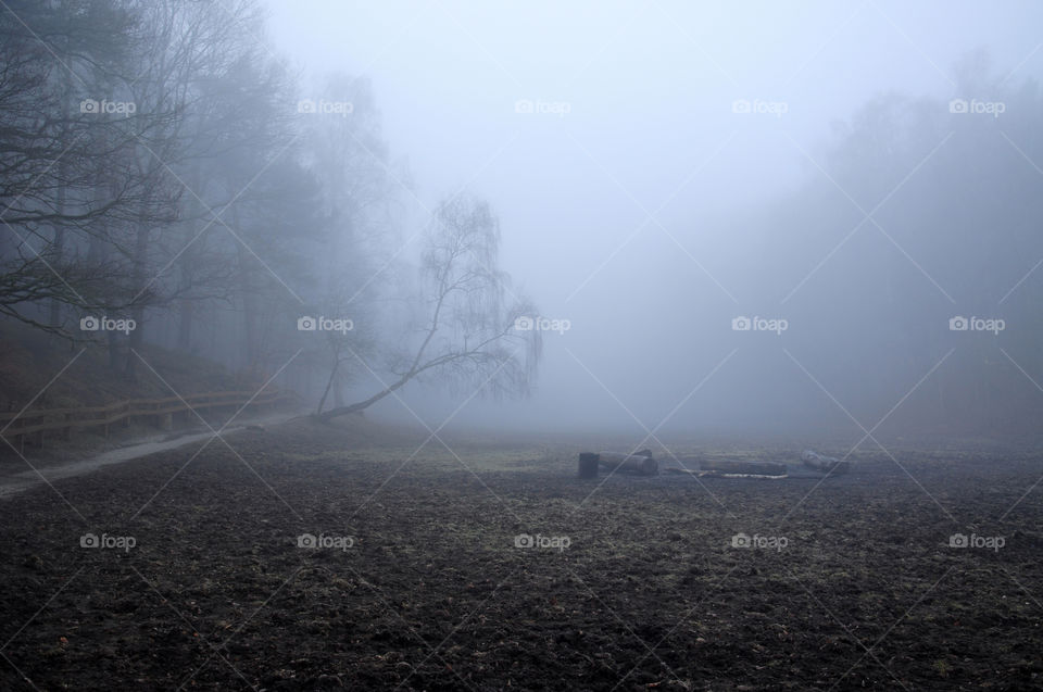 Fog, Landscape, Mist, Weather, Tree