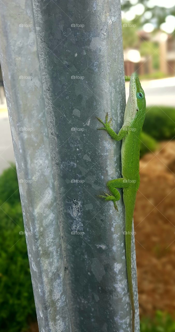 Lizard on a Hot Tin Pole